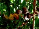Archidendron jiringa