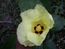 Thespesia populneoides