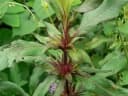 Hygrophila auriculata