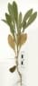 Conyza canadensis