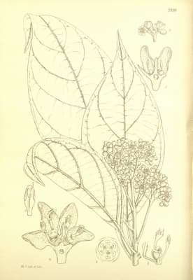 Hypodaphnis zenkeri