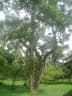 Syzygium cumini