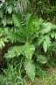 Anthocleista vogelii