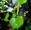 Mallotus oppositifolius