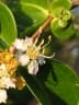 Mouriri guianensis