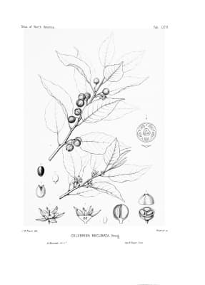 Colubrina elliptica
