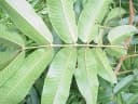 Canarium decumanum