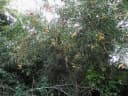 Tabernaemontana catharinensis