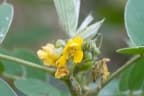 Senna uniflora