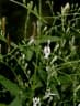 Andrographis paniculata