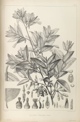 Xylopia vielana