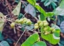 Manniophyton fulvum