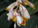 Elettaria cardamomum