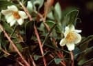 Gordonia fruticosa