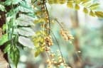 Picramnia sellowii