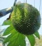 Artocarpus camansi