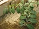 Elaeagnus latifolia