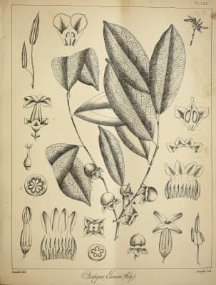 Diospyros ebenum