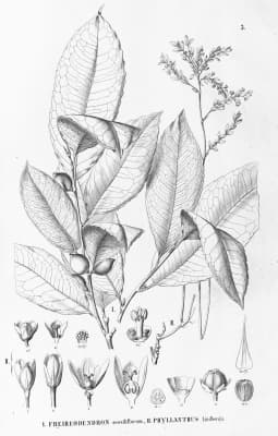 Drypetes sessiliflora