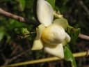 Lecythis pisonis