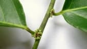 Casearia decandra