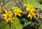 Grewia tiliifolia