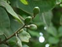 Semecarpus anacardium