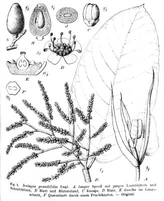 Irvingia grandifolia