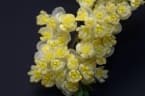 Litsea cubeba