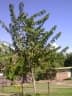Annona reticulata
