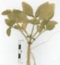 Alternanthera bettzickiana