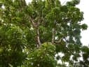 Mangifera kemanga