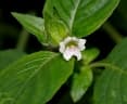 Asystasia mysorensis
