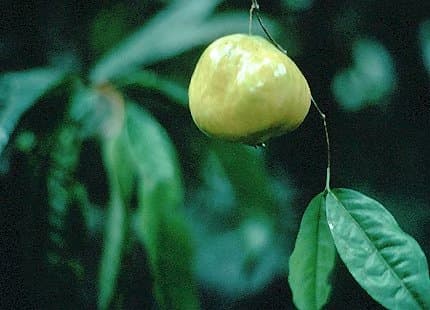 Eugenia victoriana