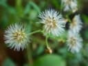 Cyanthillium cinereum