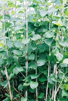 Rumex usambarensis