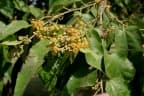 Guazuma ulmifolia