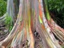 Eucalyptus deglupta