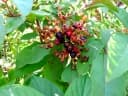 Hamelia patens