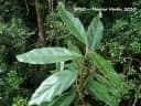 Endlicheria paniculata