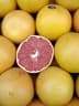 Citrus x paradisi