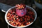 Elaeis guineensis