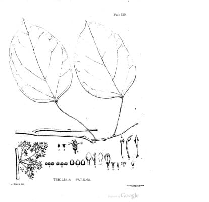Triclisia patens