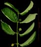 Uncaria tomentosa