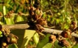 Casearia arborea