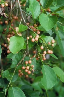 Cordia myxa