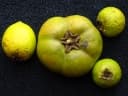 Diospyros digyna