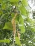 Chasmanthera dependens
