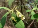 Diospyros lycioides