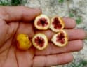 Ficus grossularioides